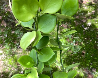 Hoya NS05-005  (((Hoya ))) phyto-cer /////