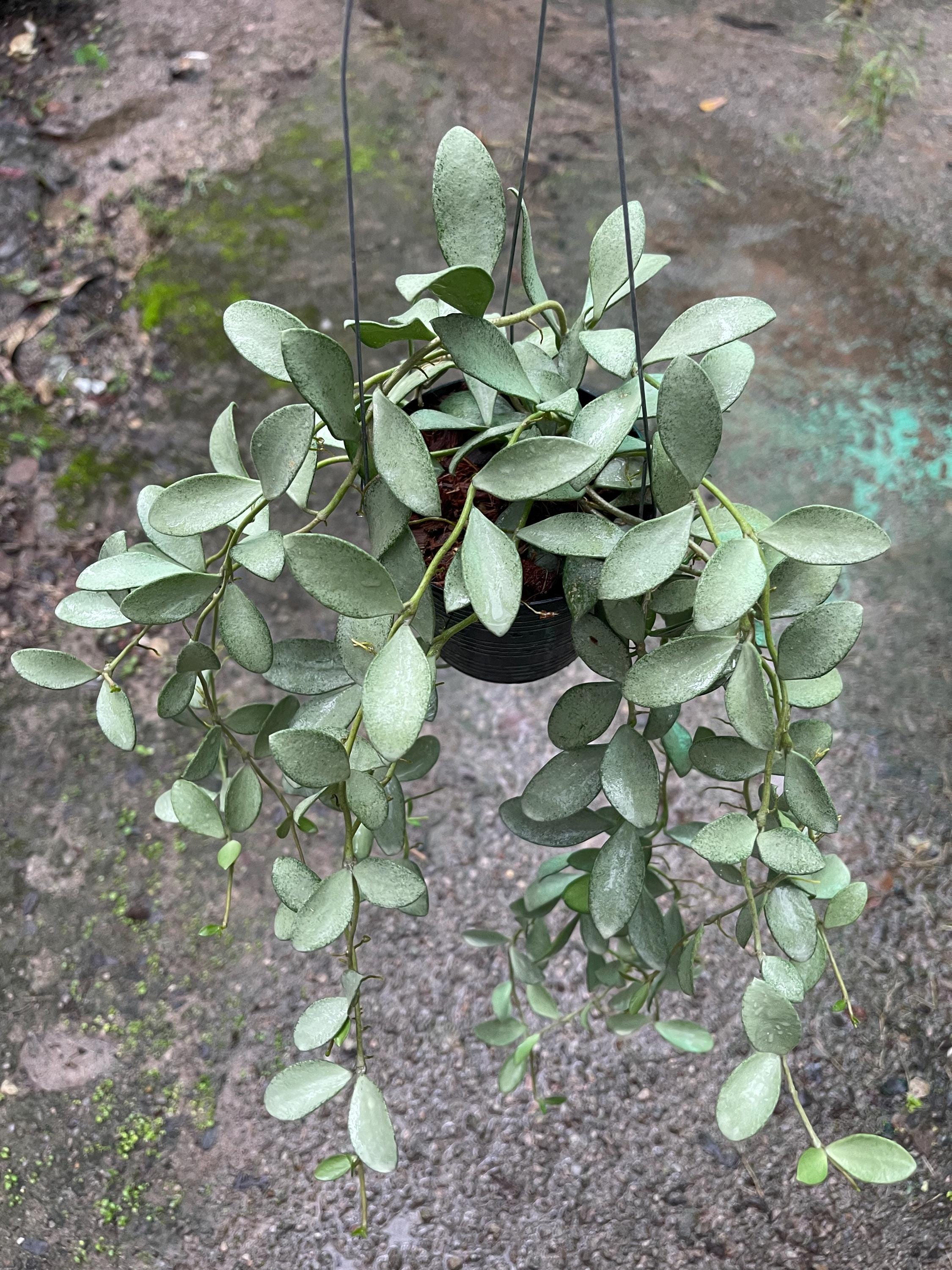 Hoya Nummularioides Silver ///// Free- Phyto -cer//// - Etsy Denmark