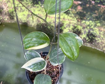 Hoya Quinquenervia albomarginata (small)  ,Hoya Little plu /// free- phyto -cer////
