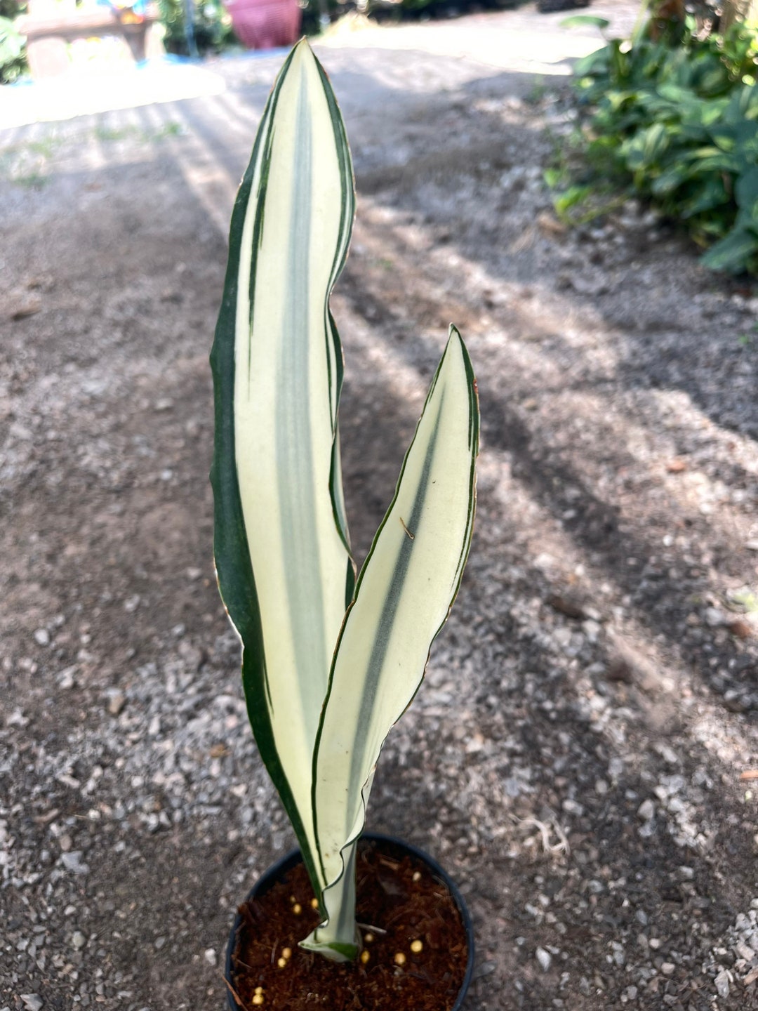 Beauty Queen No. 1 sansevieria snake Plant - Etsy