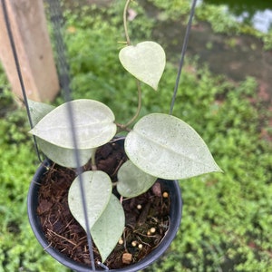 Hoya Parasitica heart leaves silver (small )(((Hoya-silver)))) phyto-cer///