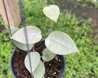 Hoya Verticillata Silver Heart - Etsy