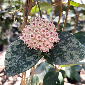 Hoya parasitica - Etsy 日本