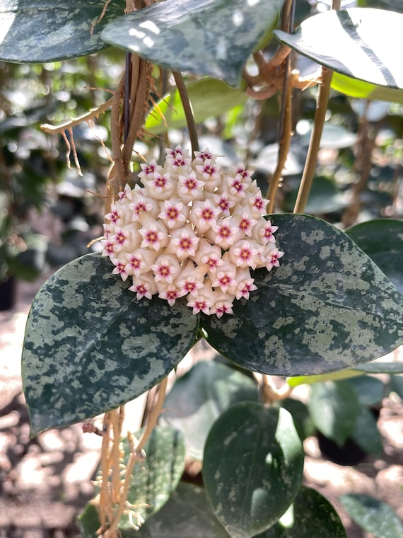 Hoya Parasitica Hearts Leaves Splah////free****phyto-cer - Etsy
