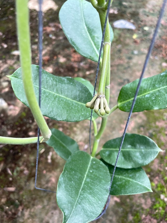 超レア 希少種 大花ホヤ インペリアリス パラワン ホワイト　 特大苗 超レア 希少種 大花ホヤ インペリアリス パラワン ホワイト 特大苗