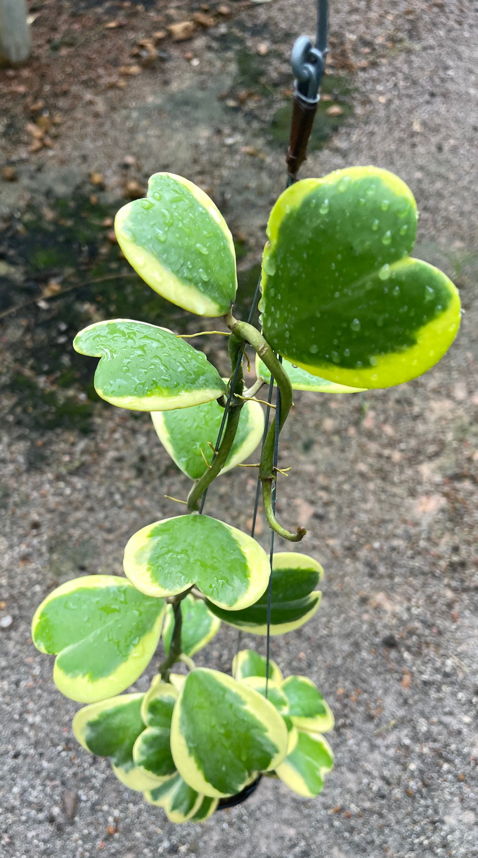 Hoya kerrii reverse variegated - Etsy 日本