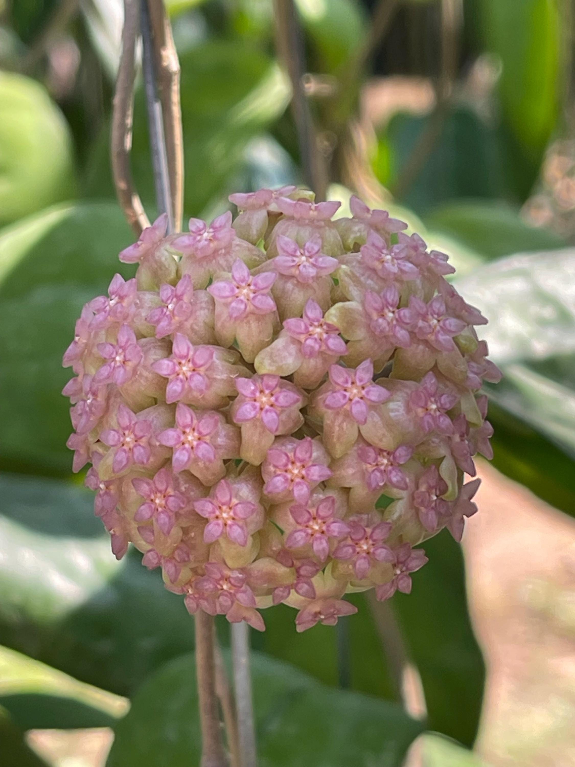 HOYA エリプティカ　 250808 7 HOYA エリプティカ 250808 7 HOYA エリプティカ 250808 7 HOYA