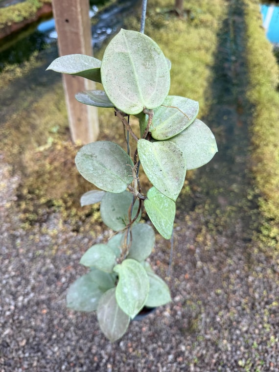 Hoya Parasitica Heart Leaves Silver (small )(((hoya-silver