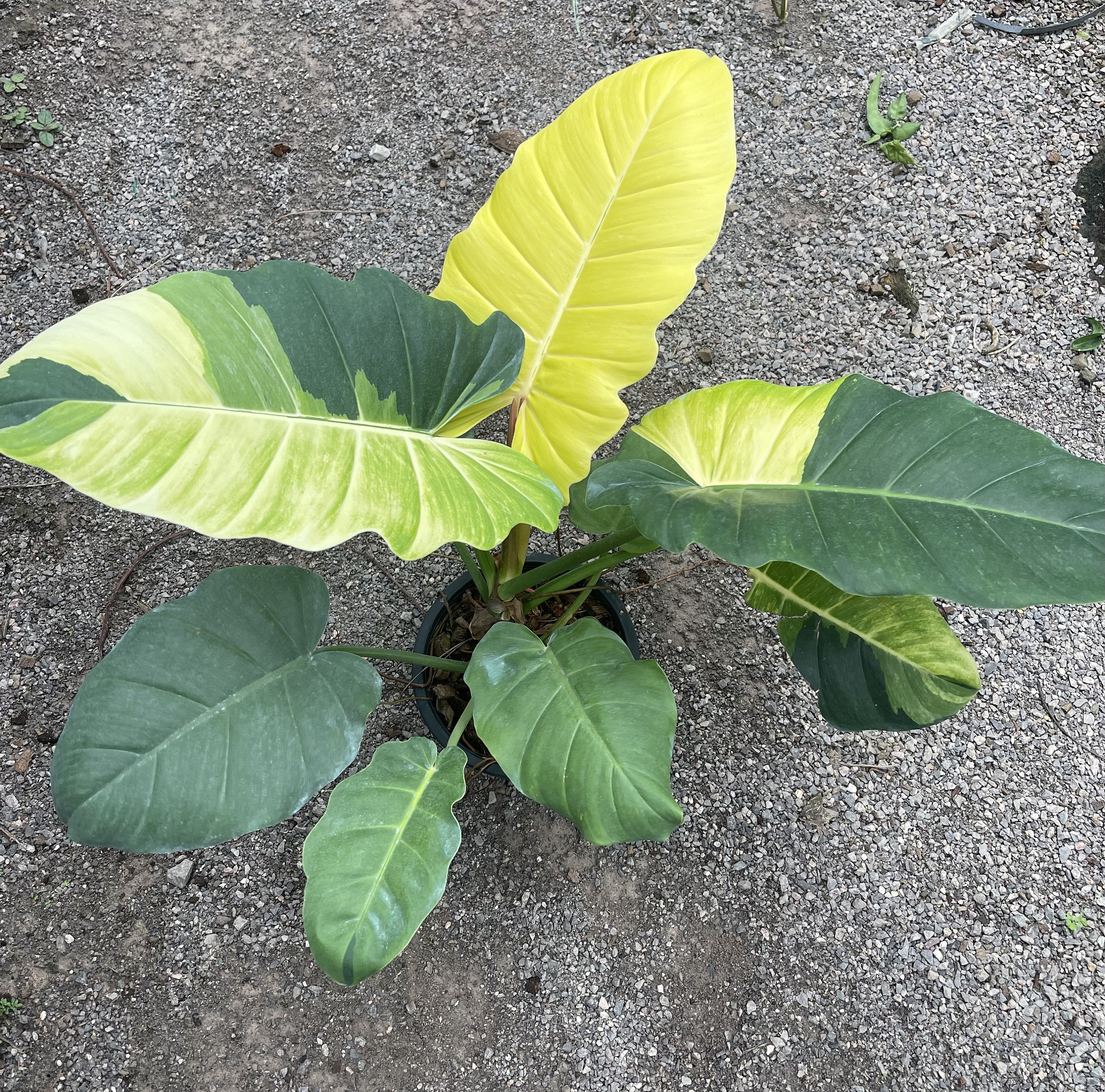 Variegated Philodendron Jungle Fever: Rare Tropical Plant (17 Inch) - Etsy