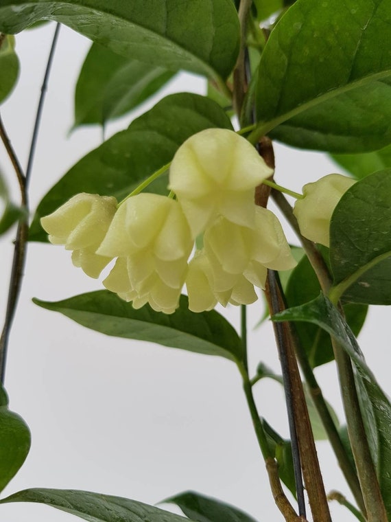 Hoya Danumensis (((((hoya)))) Phyto-cer//////// - Etsy