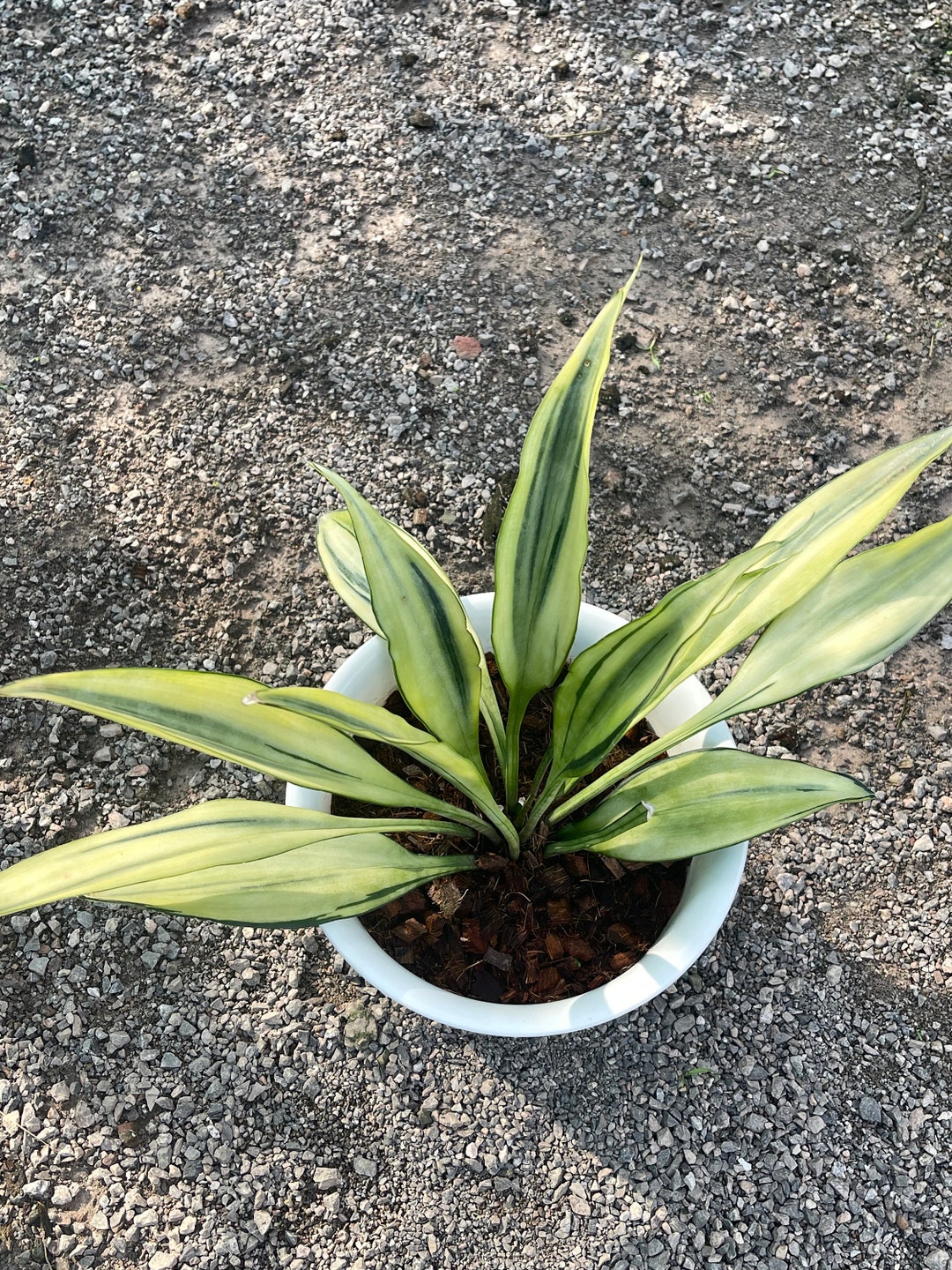 Very Rare Sansevieria Concinna Variegated spoonleaf snake Plant Phyto