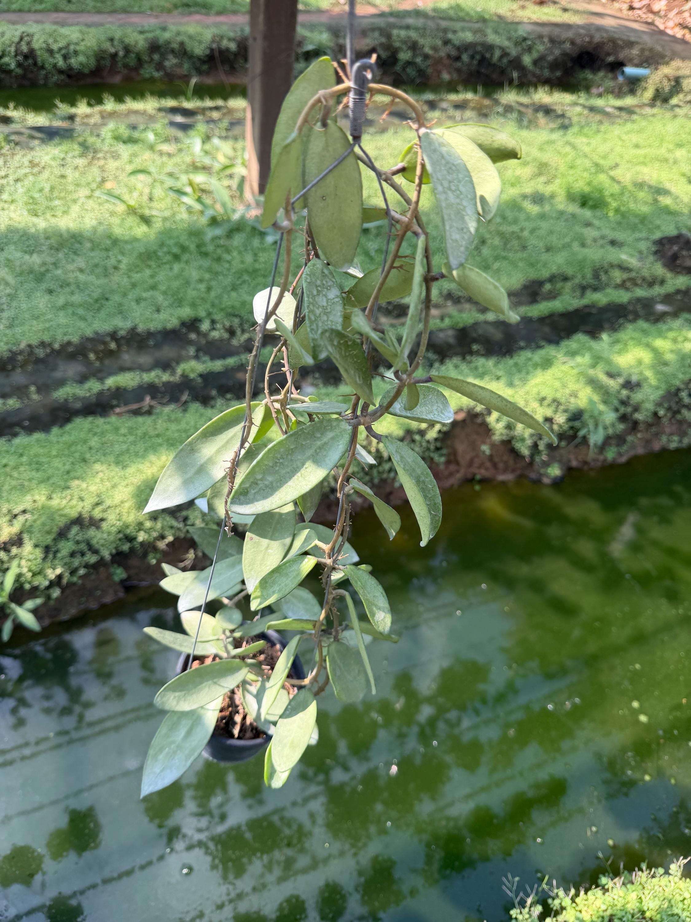 Hoya Silver Lady (((((hoya))))) Phyto -cer//// - Etsy