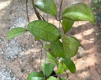 Hoya Gunung gading ##phyto cer ///