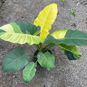 Philodendron jungle fever - Etsy 日本