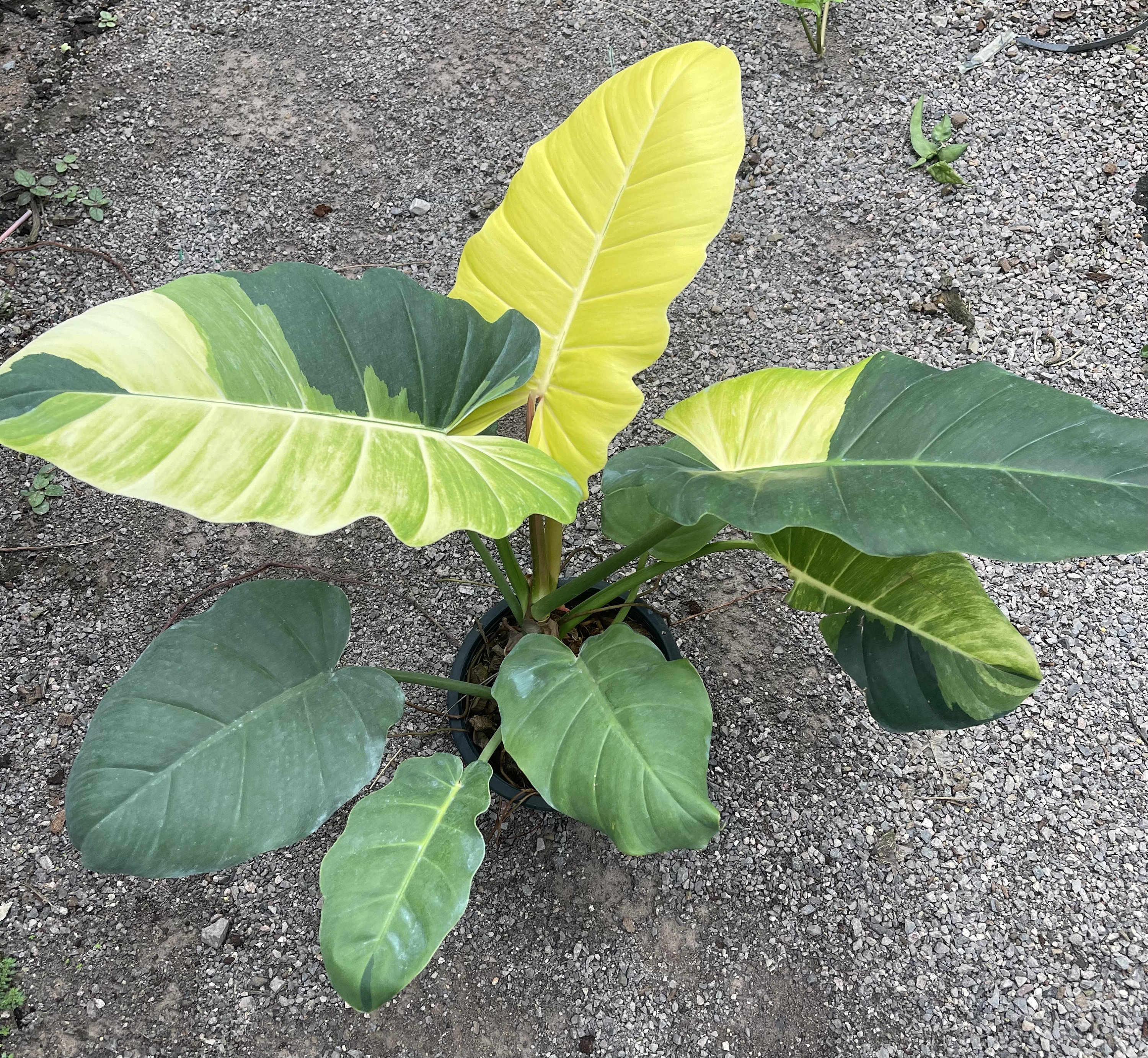 philodendron jungle fever variegated (Big)  for sale  17 inch  rare plant No.1
