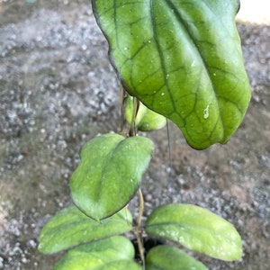 Hoya AH027 or Hoya Elephant ((((Hoya big leaves )))) phyto -Cer////