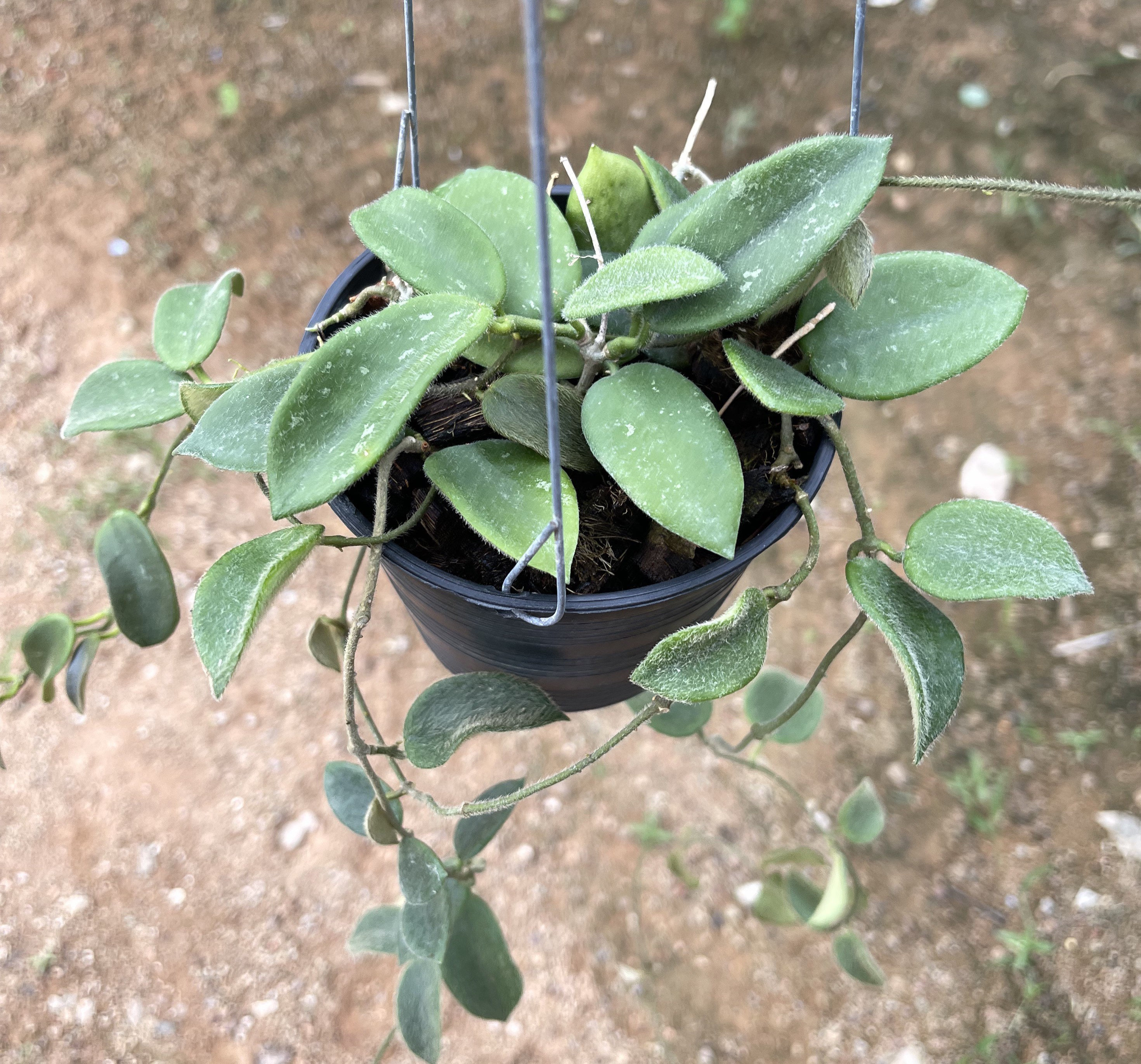 Hoya Thomsonii (((hoya))) Phyto-cer//// - Etsy