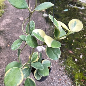 Hoya Australis albomarginata  ((Hoya fuzzy leaves )) free phyto