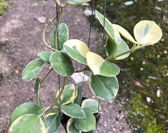 Hoya Australis albomarginata  ((Hoya fuzzy leaves )) free phyto