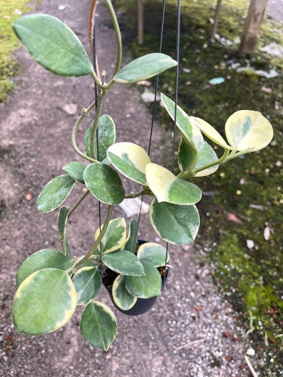 stangenbohnen saatgut gewinnen Saatgut Stangenbohne 'Helda' - Phaseolus coccineus helda