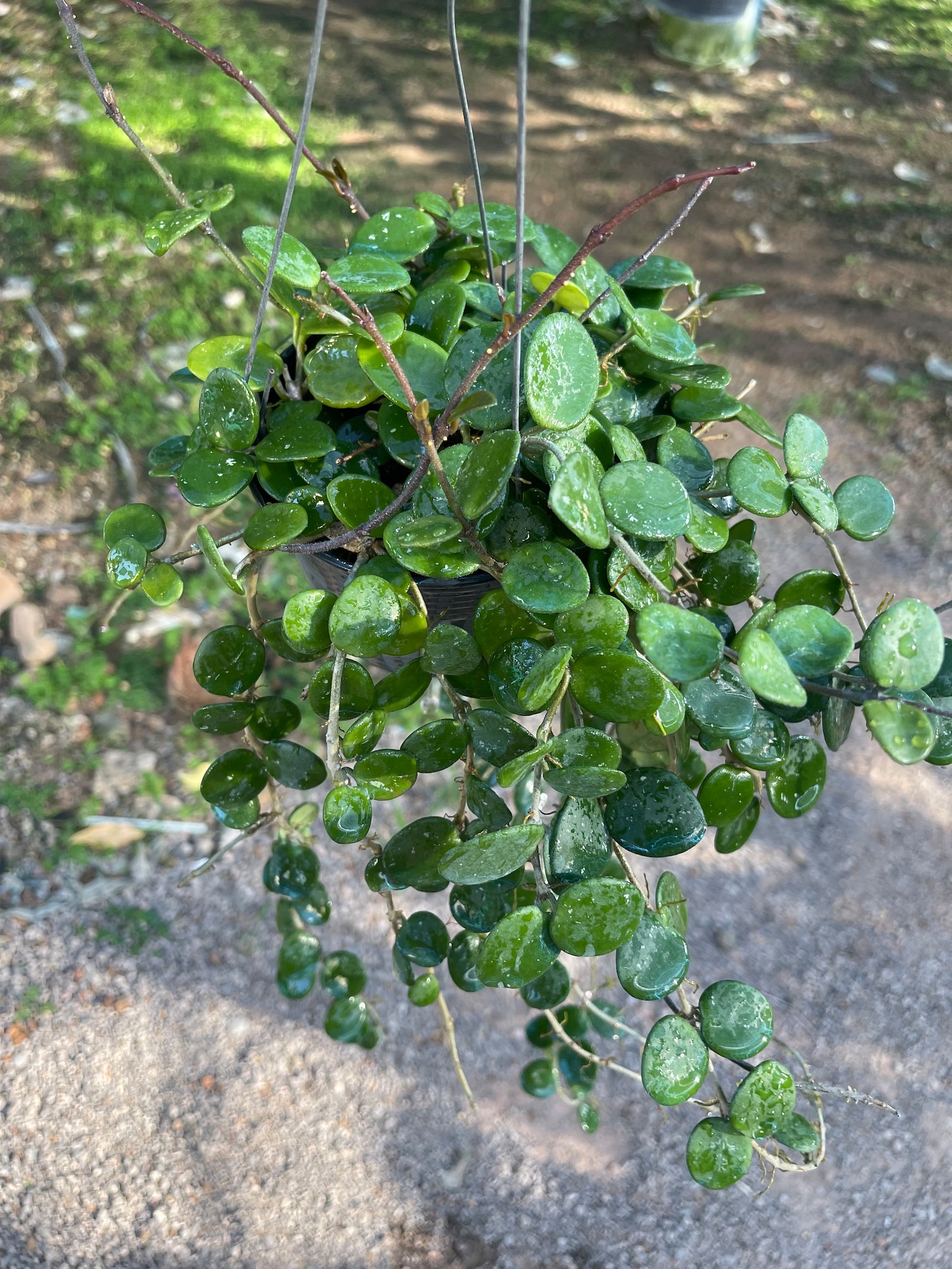 Hoya Mathilde (((hoya)))) Phyto-cer// - Etsy