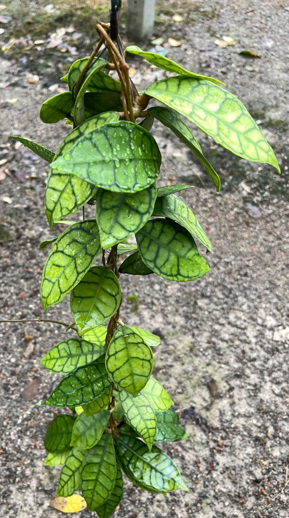 Hoya callistophylla　ホヤ　カリストフィラ　　熱帯植物　着生植物　 □近藤園芸さんのホヤ□ ホヤ カリストフィラAH-003 Hoya
