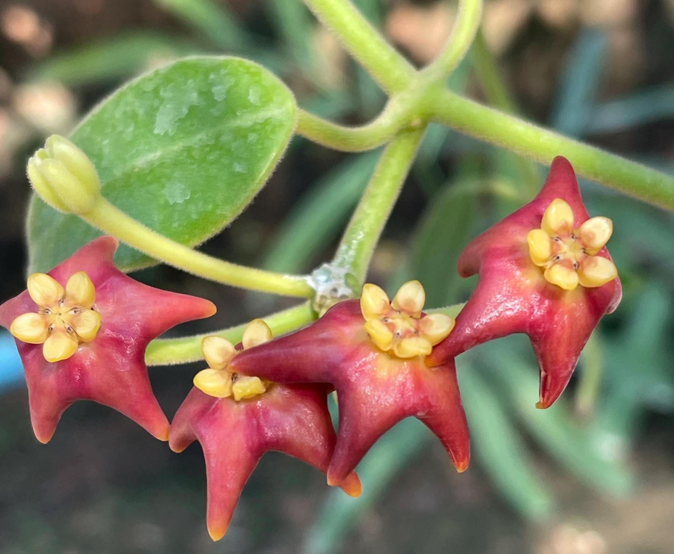 その他観葉植物 Hoya patera pink ホヤ パテラ ピンク 「Hoya patella pink 」4/26-406M4 | SHO