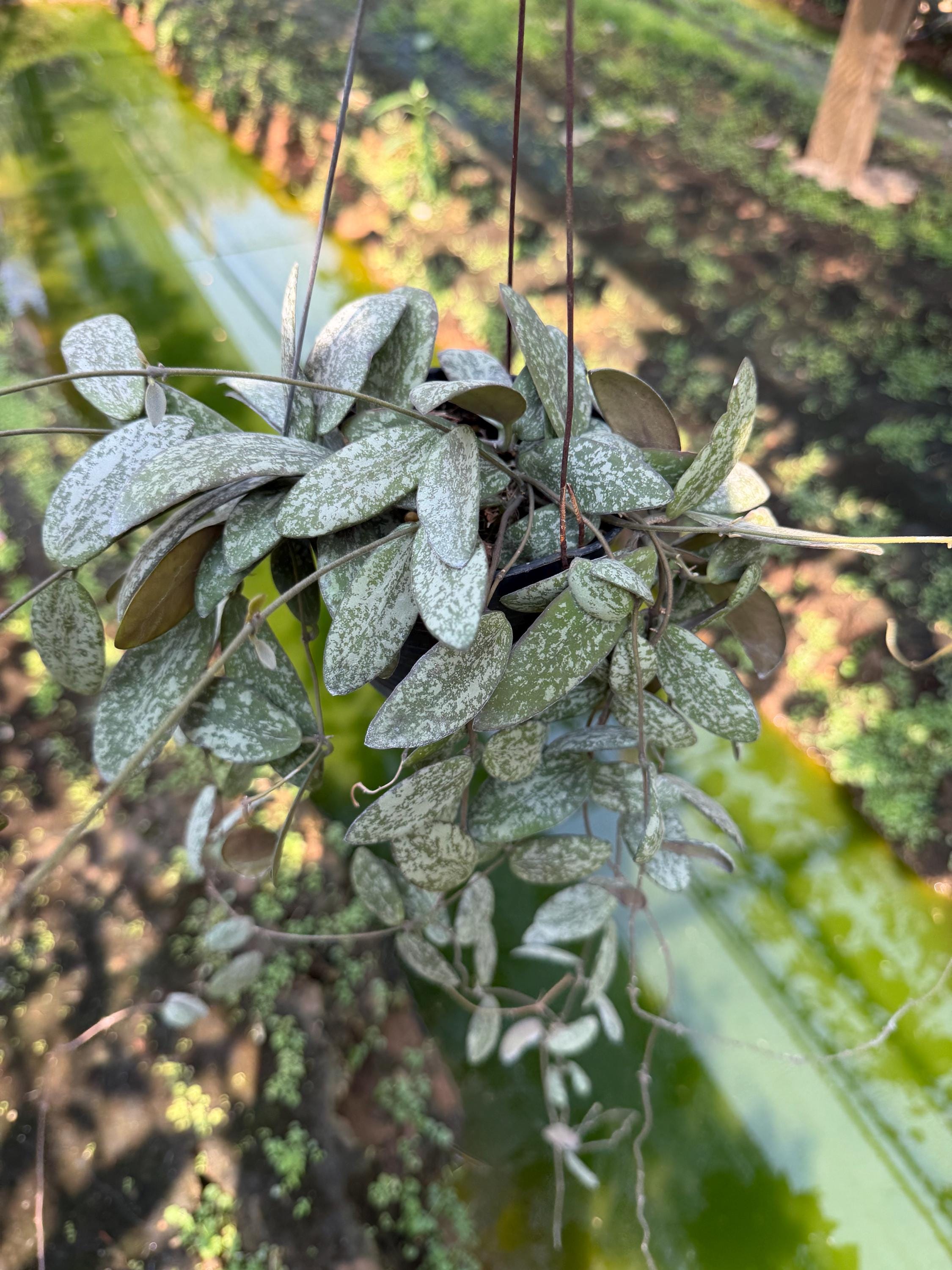 Hoya sigillatis - Etsy 日本