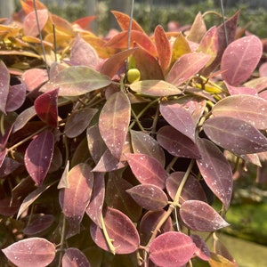 Hoya Walliniana UT-152   ((HOYA Aff. )) ##phyto cer  ///