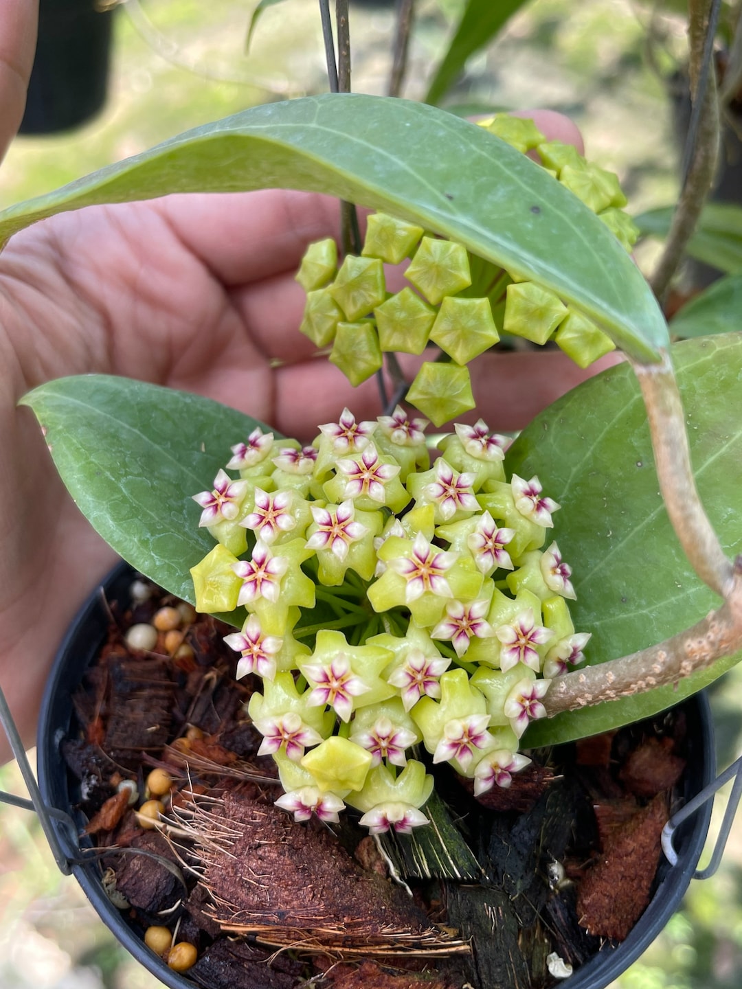 Hoya UT-033 (((hoya))) Phyto-cer//// - Etsy