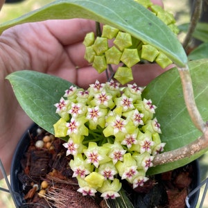 Op de afbeelding: Een close-up van een groene en witte bloeiende plant met kleine, stervormige bloemen. De plant staat in een zwarte pot met bruine schorsmulch.