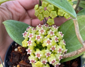 Hoya UT-033  (((Hoya))) phyto-Cer////