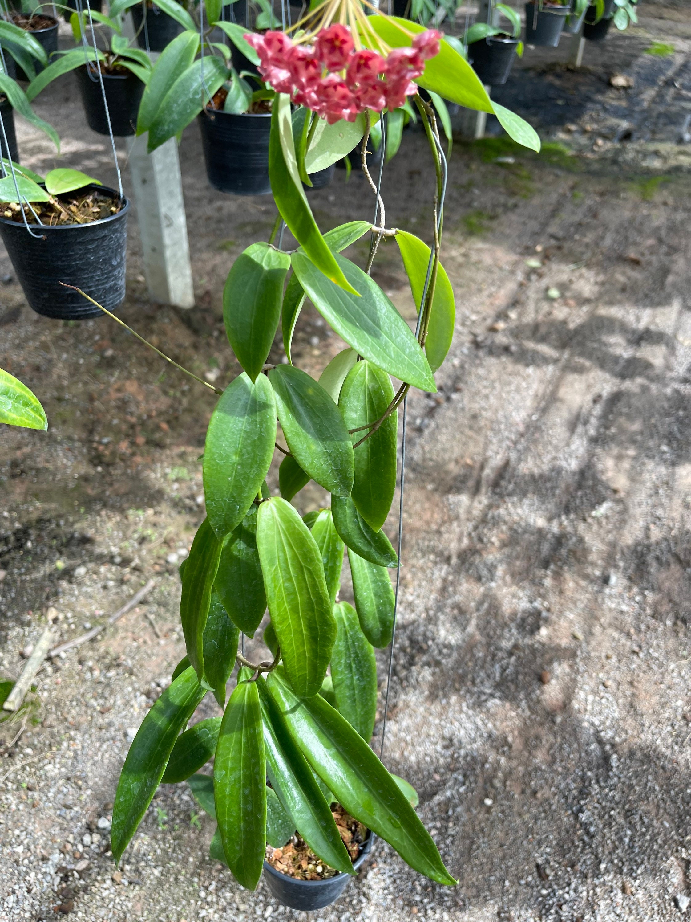 Hoya Siariae Red (((hoya)))) Phyto-cer///// - Etsy