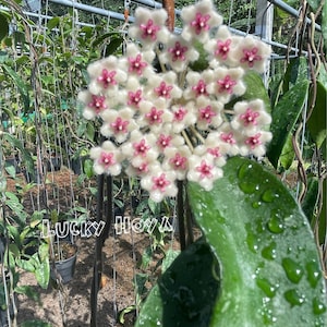 Puede incluir: Primer plano de un grupo de flores de Hoya blancas y rosadas con una hoja verde en el fondo. Las flores están en flor y tienen una textura peluda. El texto "LUCKY HOYA" es visible en la imagen.
