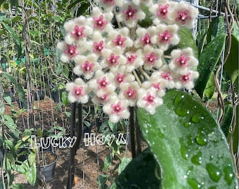 ホヤ・プワエンシス ((((ホヤ))))) Phyto-Cer.///// - Etsy 日本