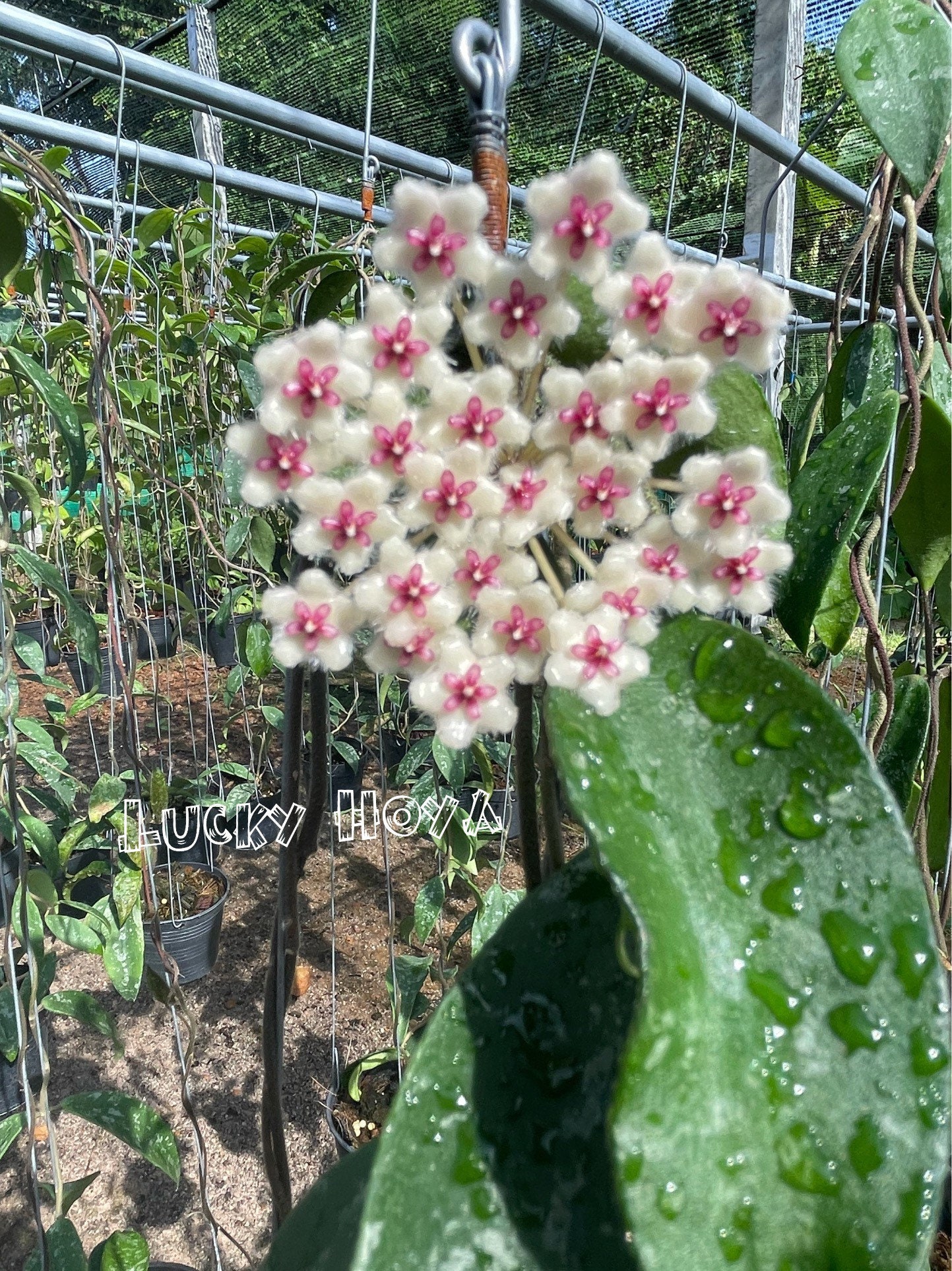 花座つき　ホヤ　プワアエンシス　Hoya phuwuaensis サクララン② Hoya phuwuaensis - Etsy 日本