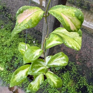 May include: A Hoya plant with bright green leaves, featuring creamy white and pale pink variegation. The leaves are wet, indicating recent watering. The plant is suspended, displaying its cascading foliage. A decorative houseplant.