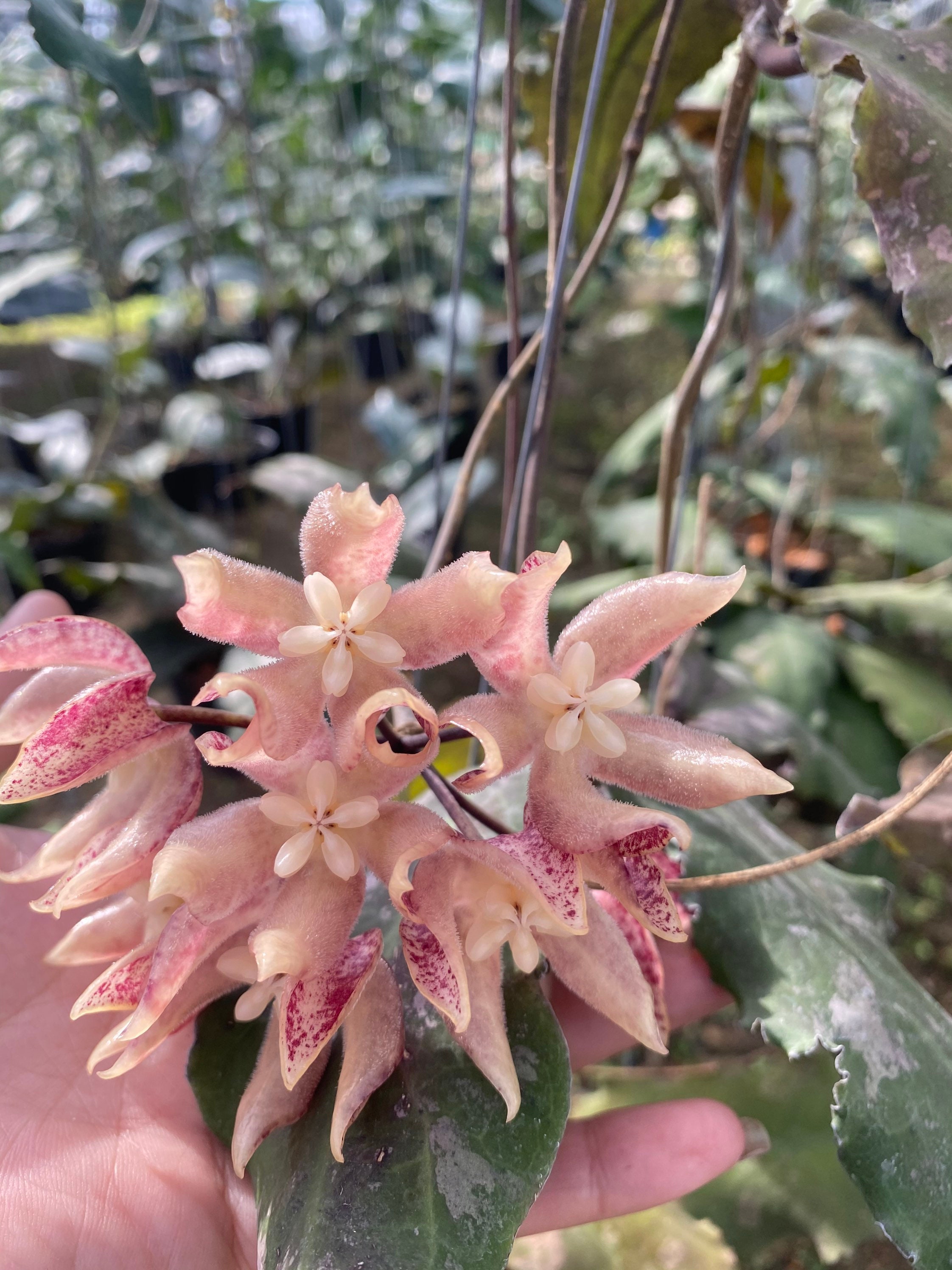 Hoya Undulata フルサイズ、4 インチの鉢植え、強い根、無料の植物検疫