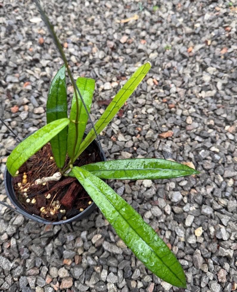 Hoya callistophylla - Etsy 日本