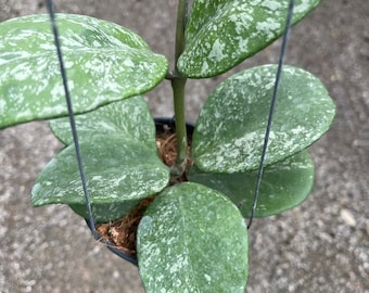 Hoya Obovata splash ((((Hoya)))) phyto-cer////
