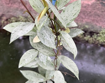 Hoya Pubicalyx Pink Silver Ghost Full Size (((hoya))))) Photo-cer