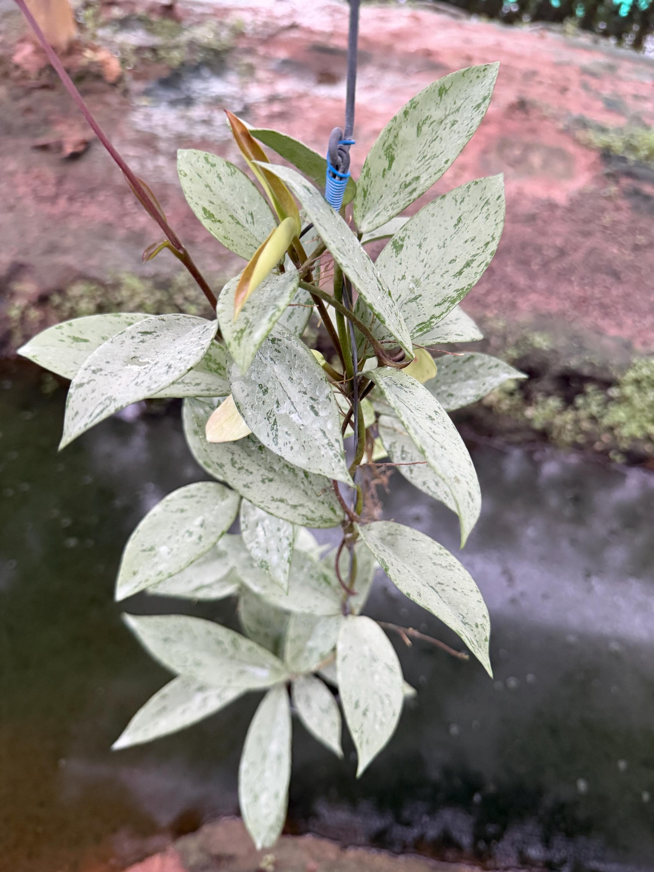 Hoya Pubicalyx Pink Silver Ghost Full Size (((hoya))))) Photo-cer
