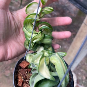 Hoya Compacta variegata//// free phyto-cer///