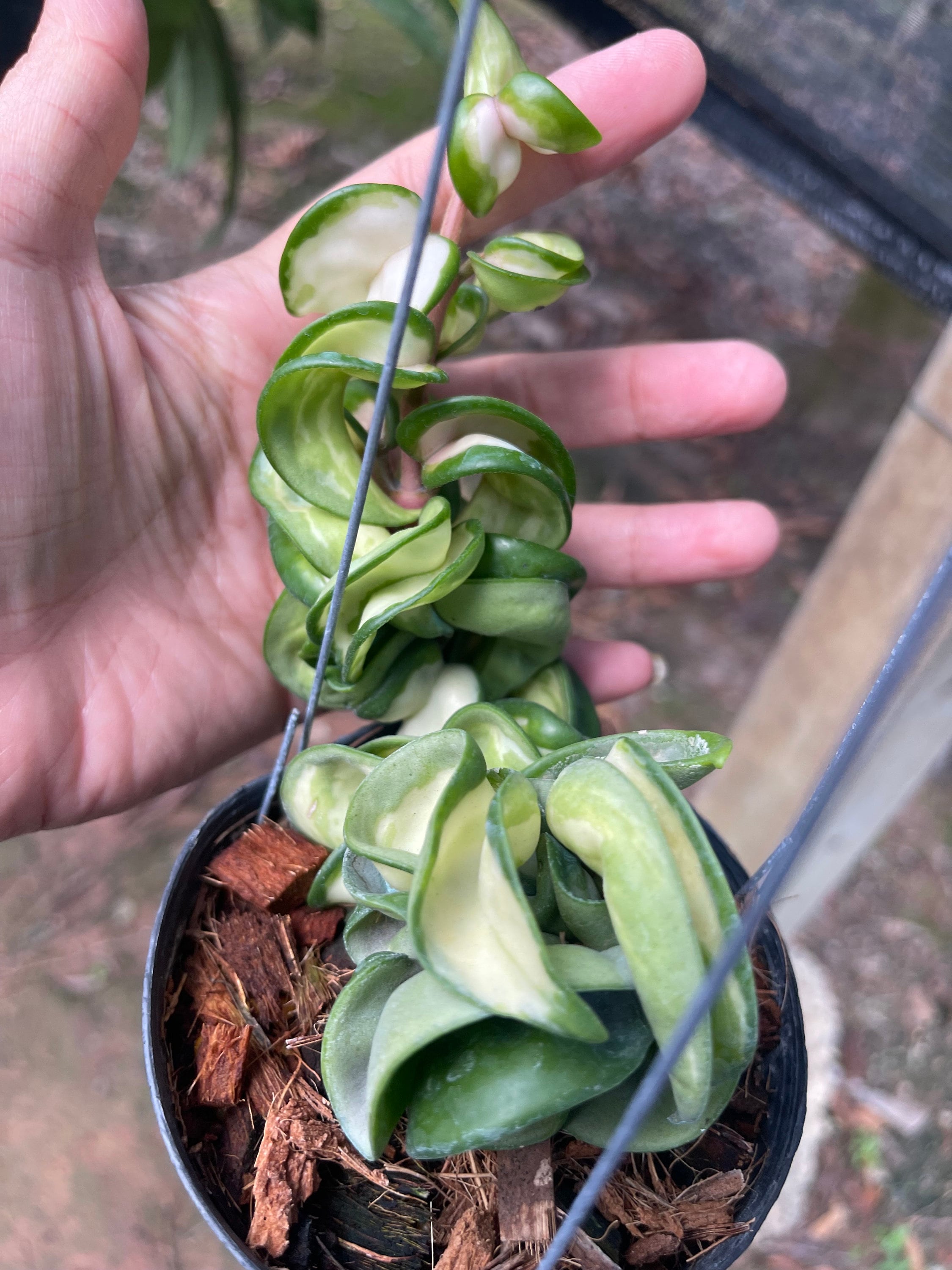 Hoya Compacta Variegata//// Free Phyto-cer/// - Etsy