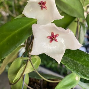 Hoya Patella weiss ((((((Hoya))))))-Phyto-Cer./////