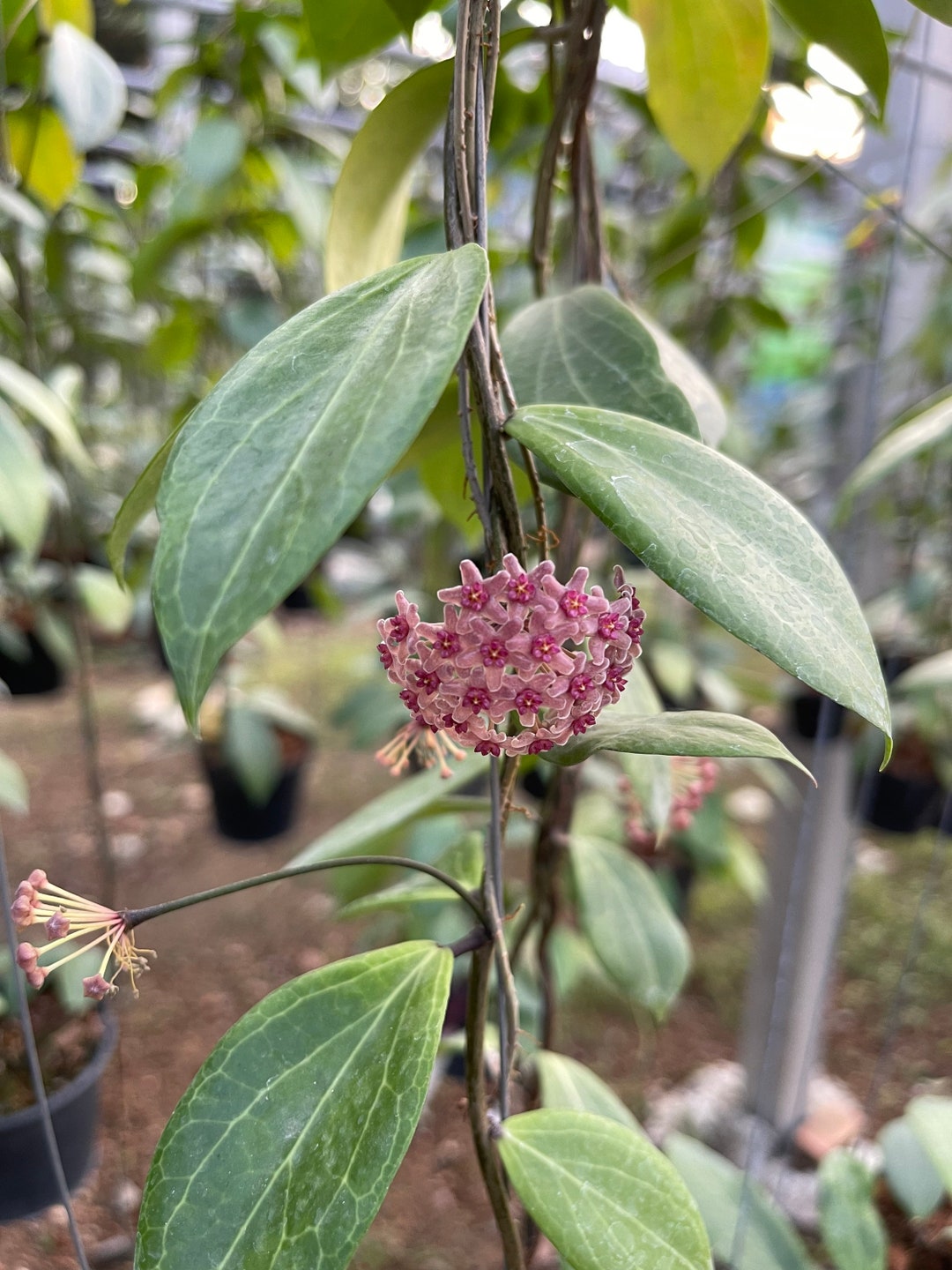 フラワーマジック「ボタニア 」No.2 フラワーマジック「ボタニア 」No.2 フラワーマジック「ボタニア 」No