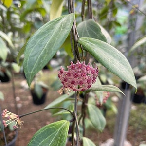 Hoya Sp.MPR 02 IML 1866 ((((Hoya)))) fyto-Cer/////