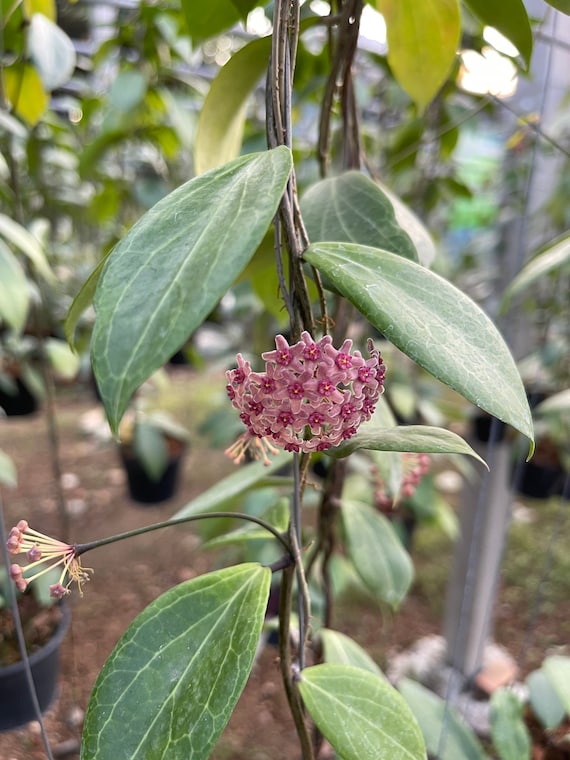 Hoya Sp.mpr 02 IML 1866 ((((hoya)))) Phyto-cer///// - Etsy