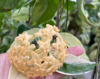 Hoya Latifolia Albomarginata | Hoya Macrophylla Albomarginata