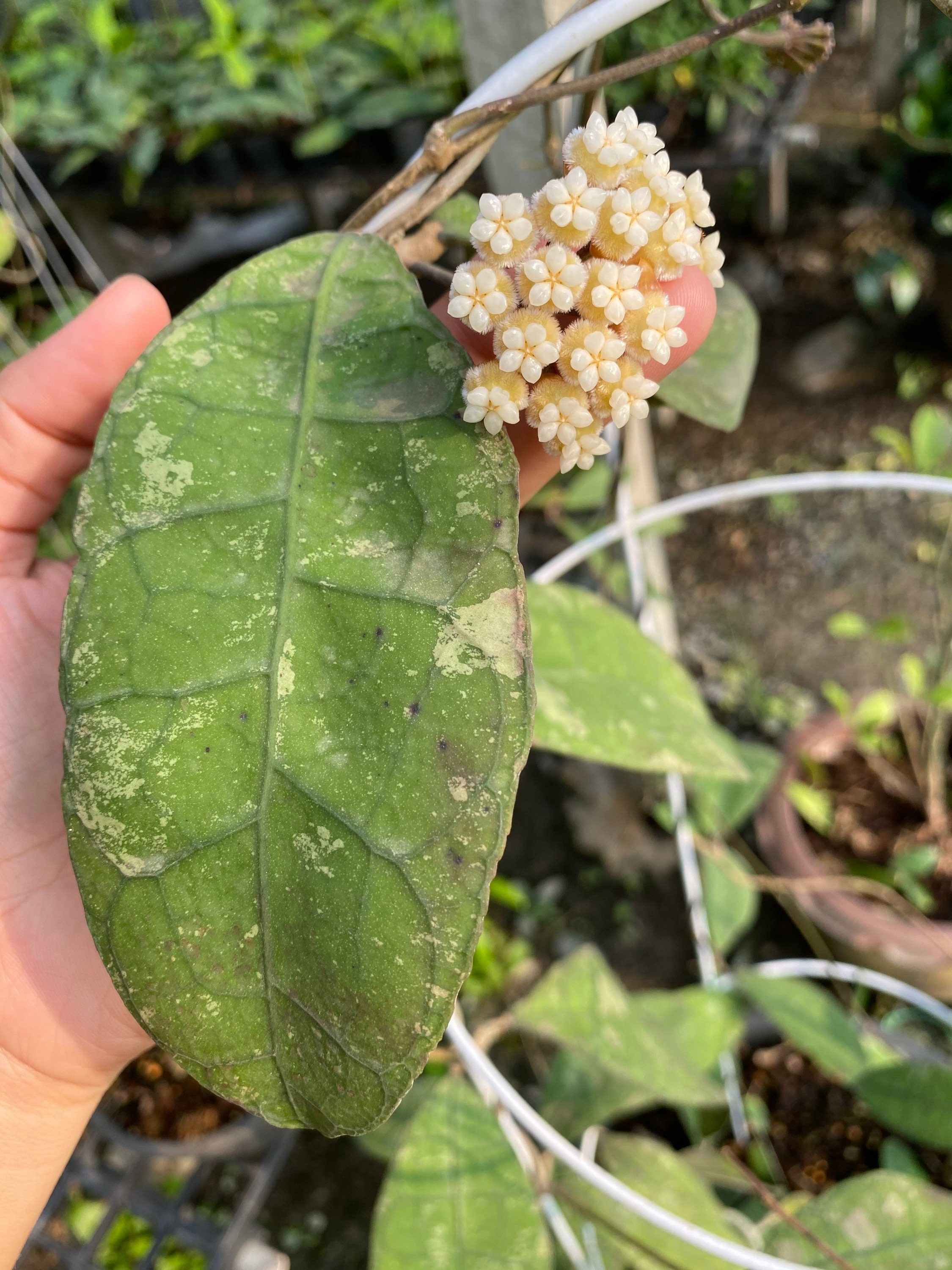 Hoya Perak Teddy Bear Yellow Corona ((((hoya)))) Phyto -cer